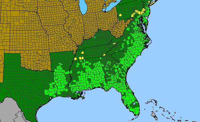 The range of Magnolia virginiana